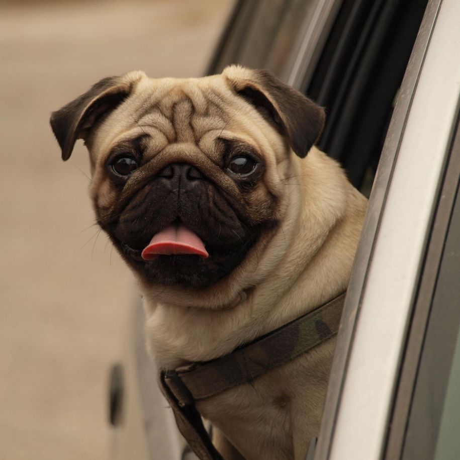 Pug Dog Information and Characteristics