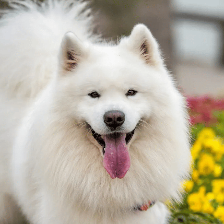 Samoyed Dogs: History, Characteristics, and Care Guide