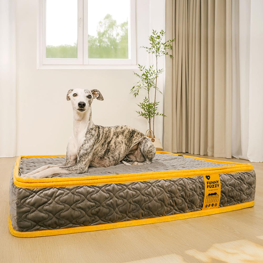 Hooman Innerspring Coils Orthopedic Human Dog Bed - Everdream