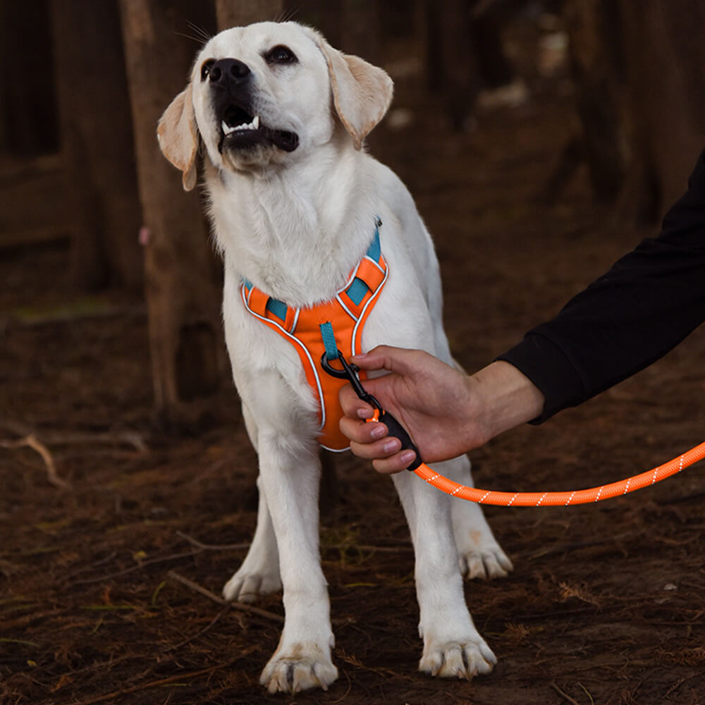 Contrast Color Explosion-Proof Dog Leash and Reflective Vest Harness