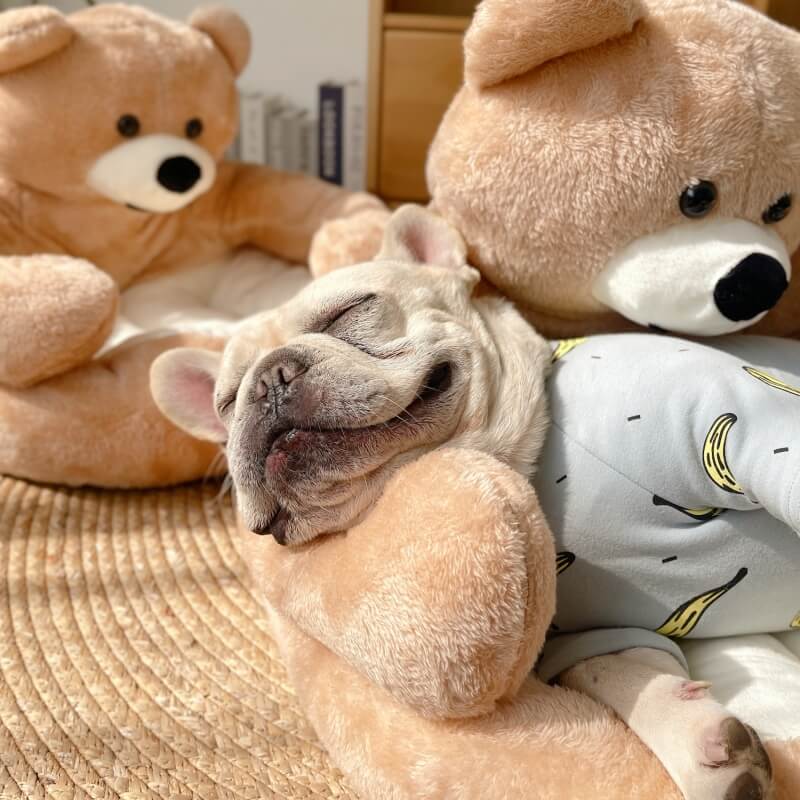 Linda cama removível para gato com abraço e urso