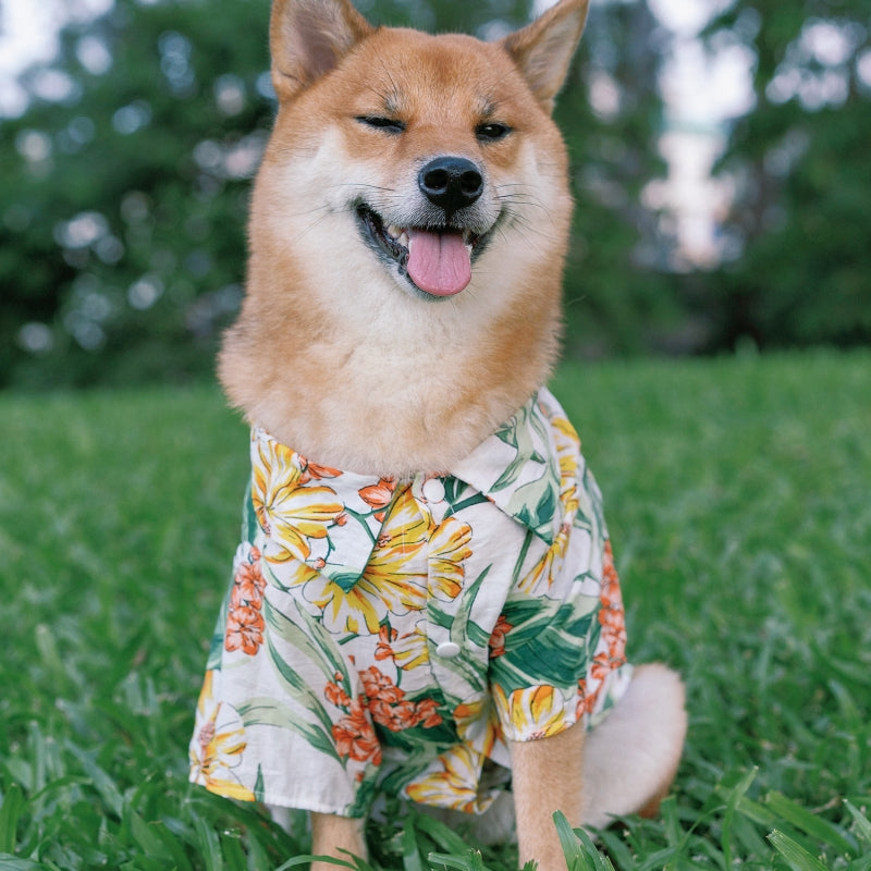 Camisa havaiana combinando para roupas de cachorro e proprietário