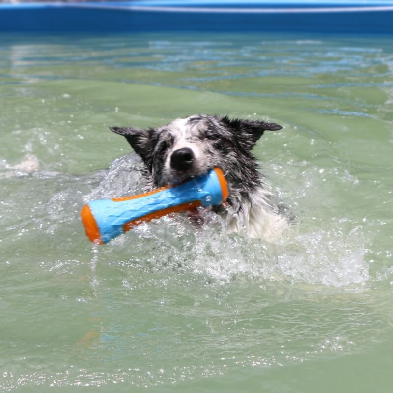 Jouet à mâcher interactif pour chien, jouet d'eau flottant d'extérieur