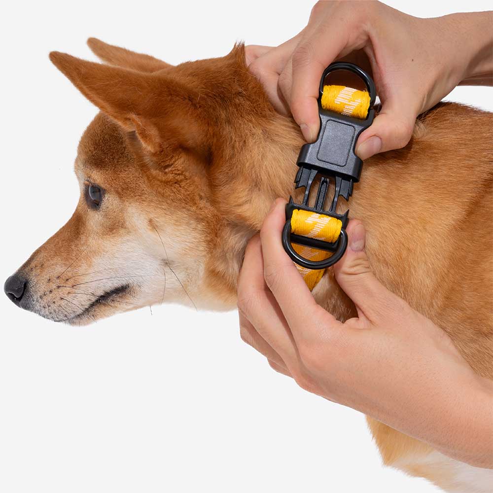 FUNNYFUZZY Adjustable Nylon Durable Dog Collar - Flexi Walker