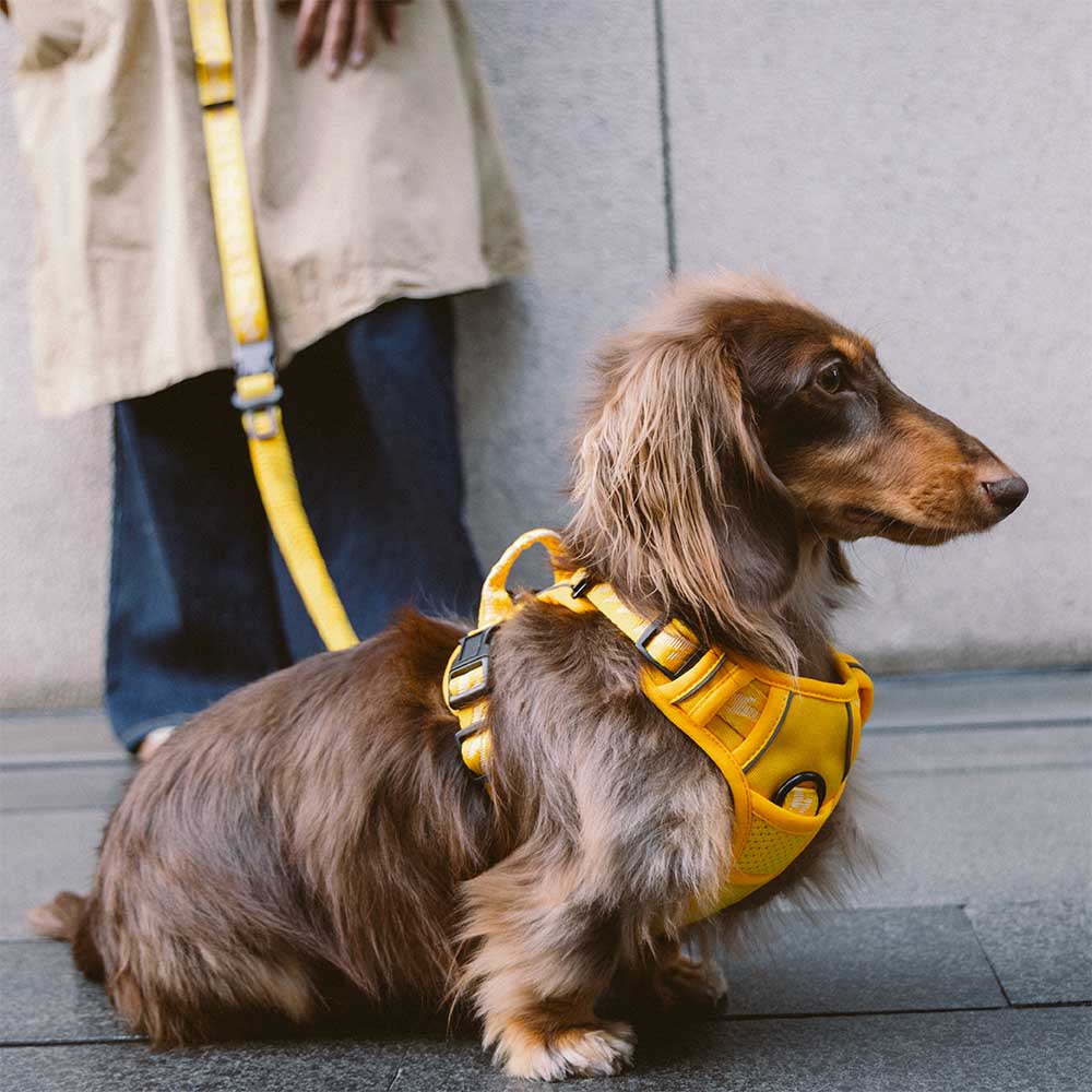 FUNNYFUZZY Harnais d'extérieur réglable et réfléchissant pour chien - Flexi Walker