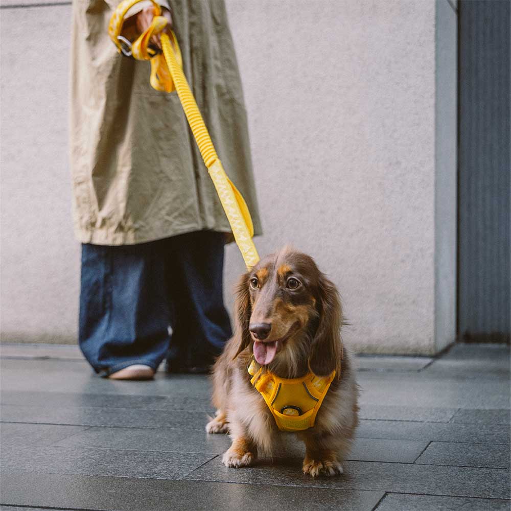 FUNNYFUZZY Harnais d'extérieur réglable et réfléchissant pour chien - Flexi Walker