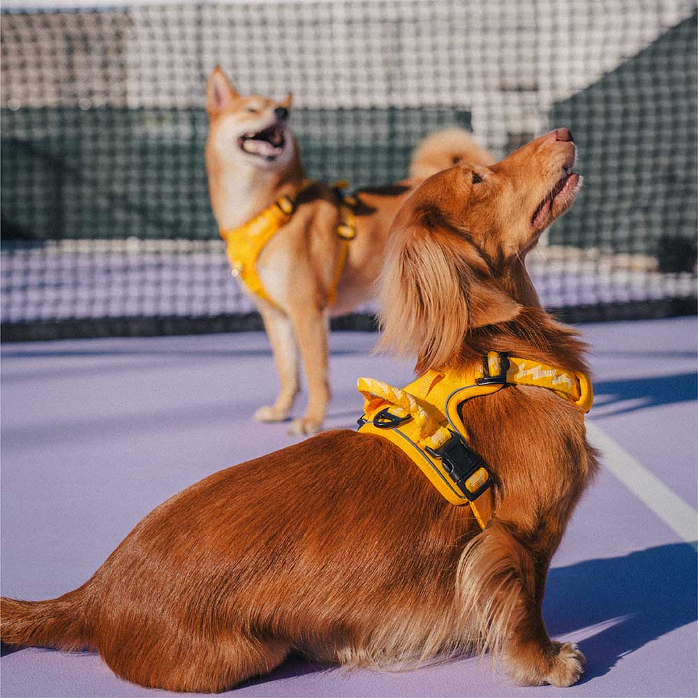 FUNNYFUZZY Harnais d'extérieur réglable et réfléchissant pour chien - Flexi Walker