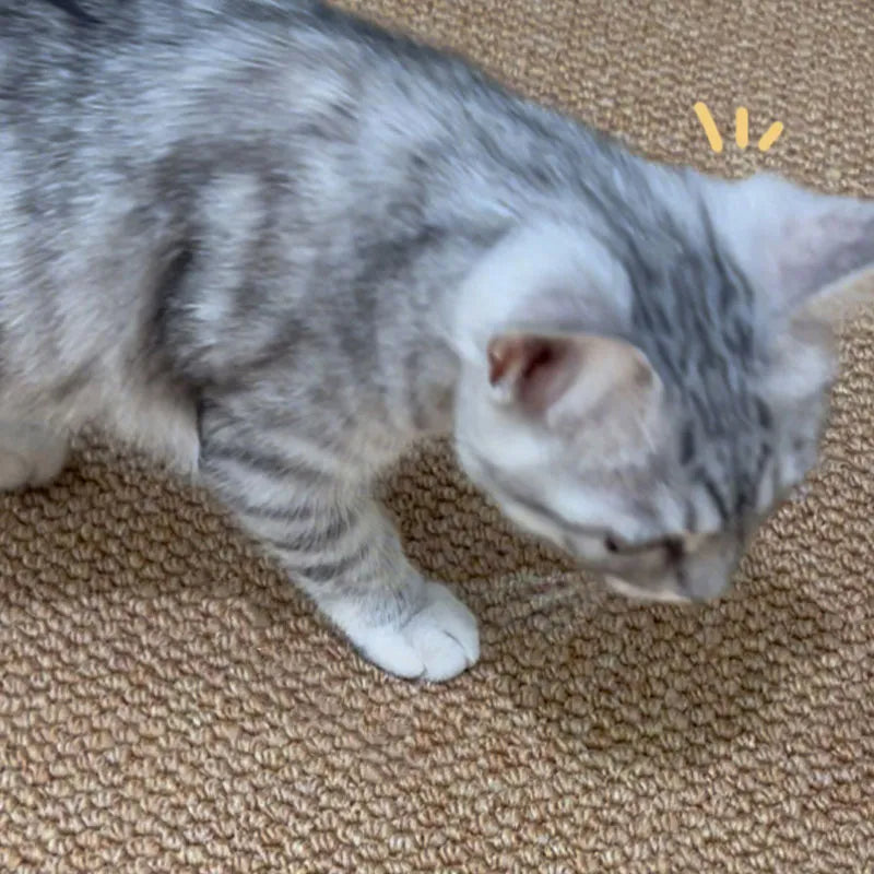 Alfombra para mascotas de sisal sintético Alfombra para habitación resistente a los arañazos