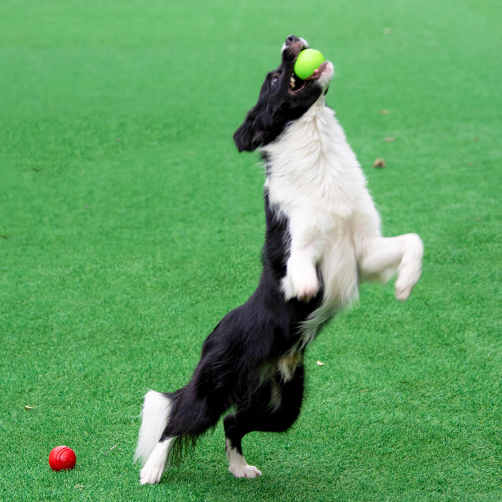 Elastischer, quietschender Ball, schwimmender Wasserball, Kauspielzeug für Hunde