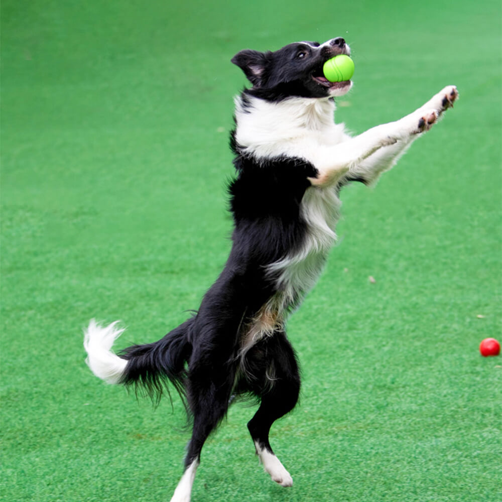 Jouet boule grinçante élastique, boule d'eau flottante, jouet à mâcher pour chien