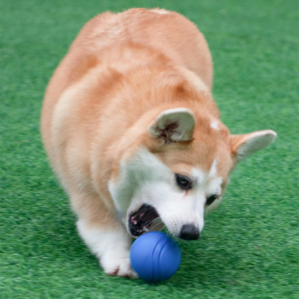 Elastischer, quietschender Ball, schwimmender Wasserball, Kauspielzeug für Hunde