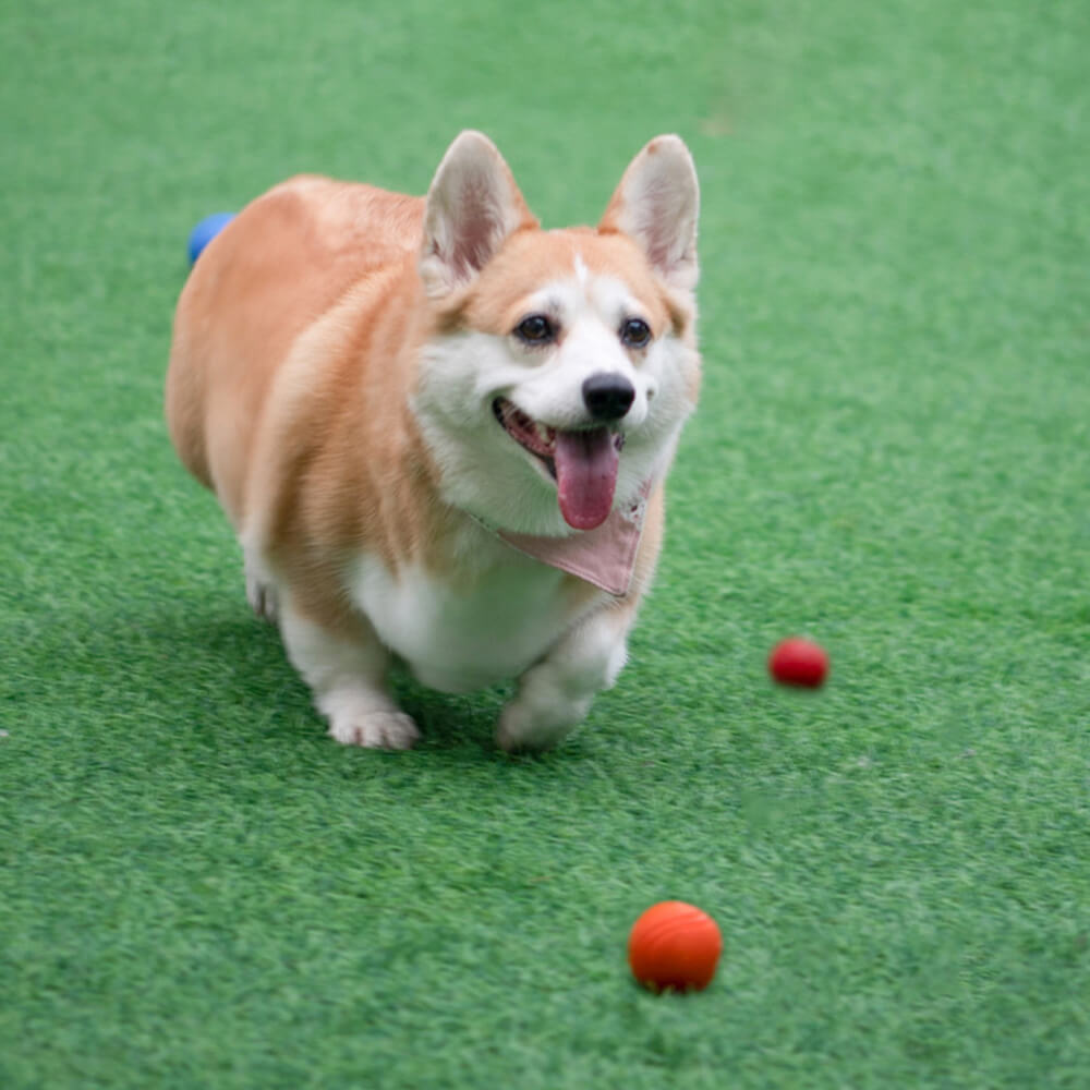 Elastischer, quietschender Ball, schwimmender Wasserball, Kauspielzeug für Hunde