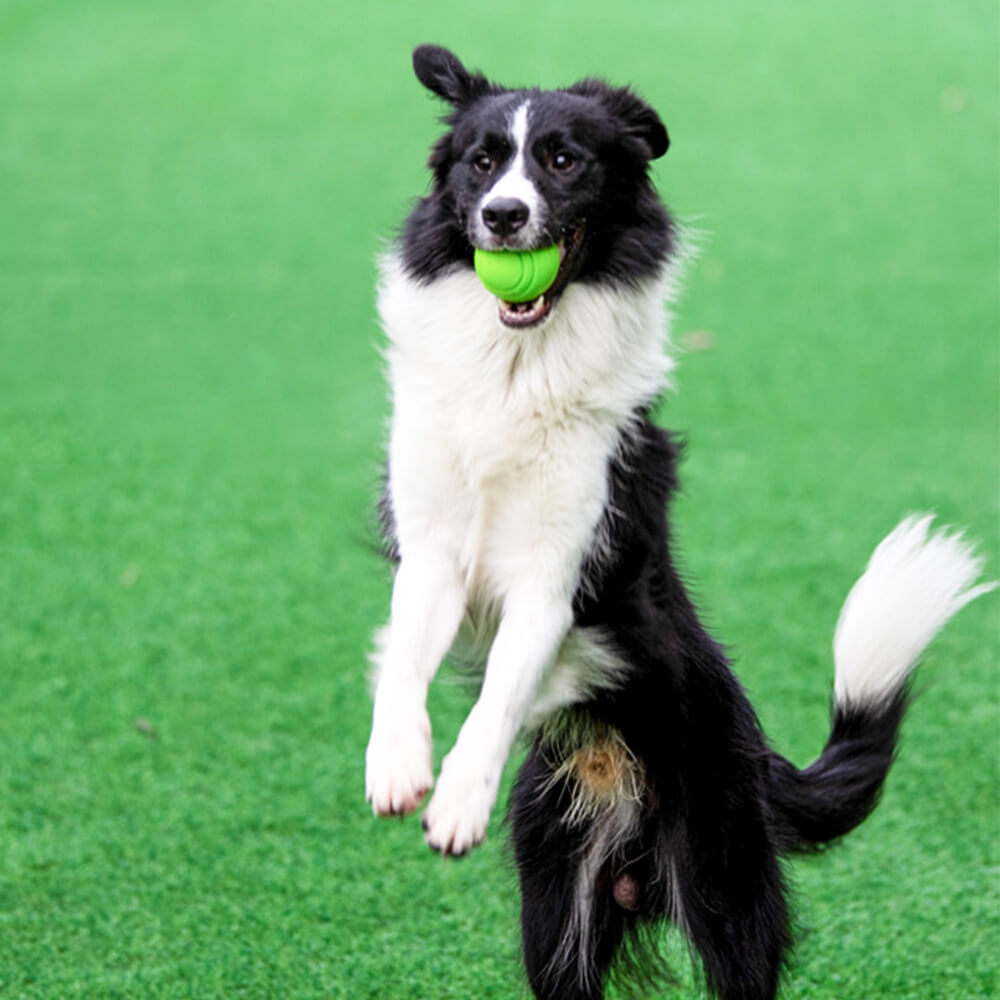 Jouet boule grinçante élastique, boule d'eau flottante, jouet à mâcher pour chien