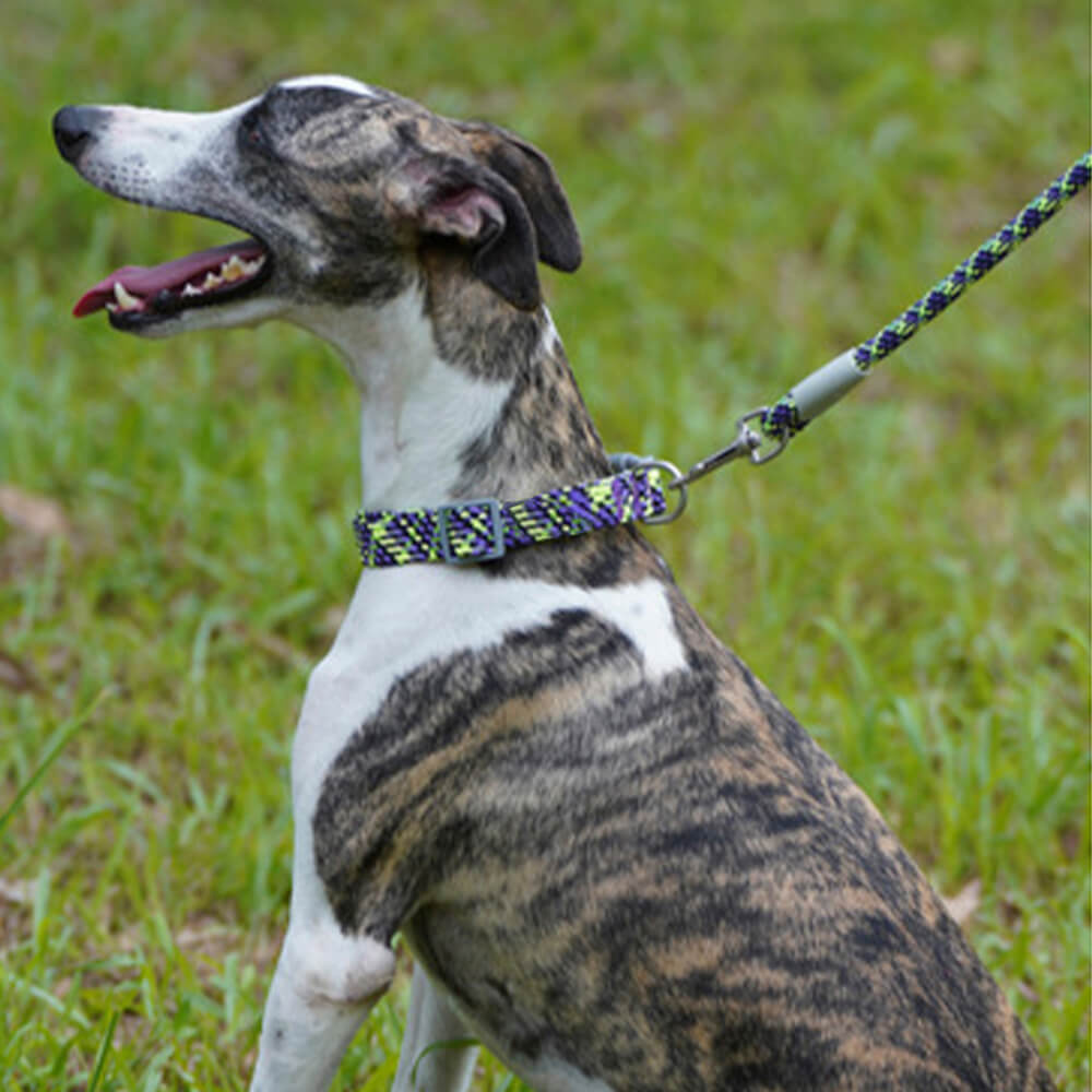 Collier et laisse pour chien anti-traction réglables à tissage réfléchissant