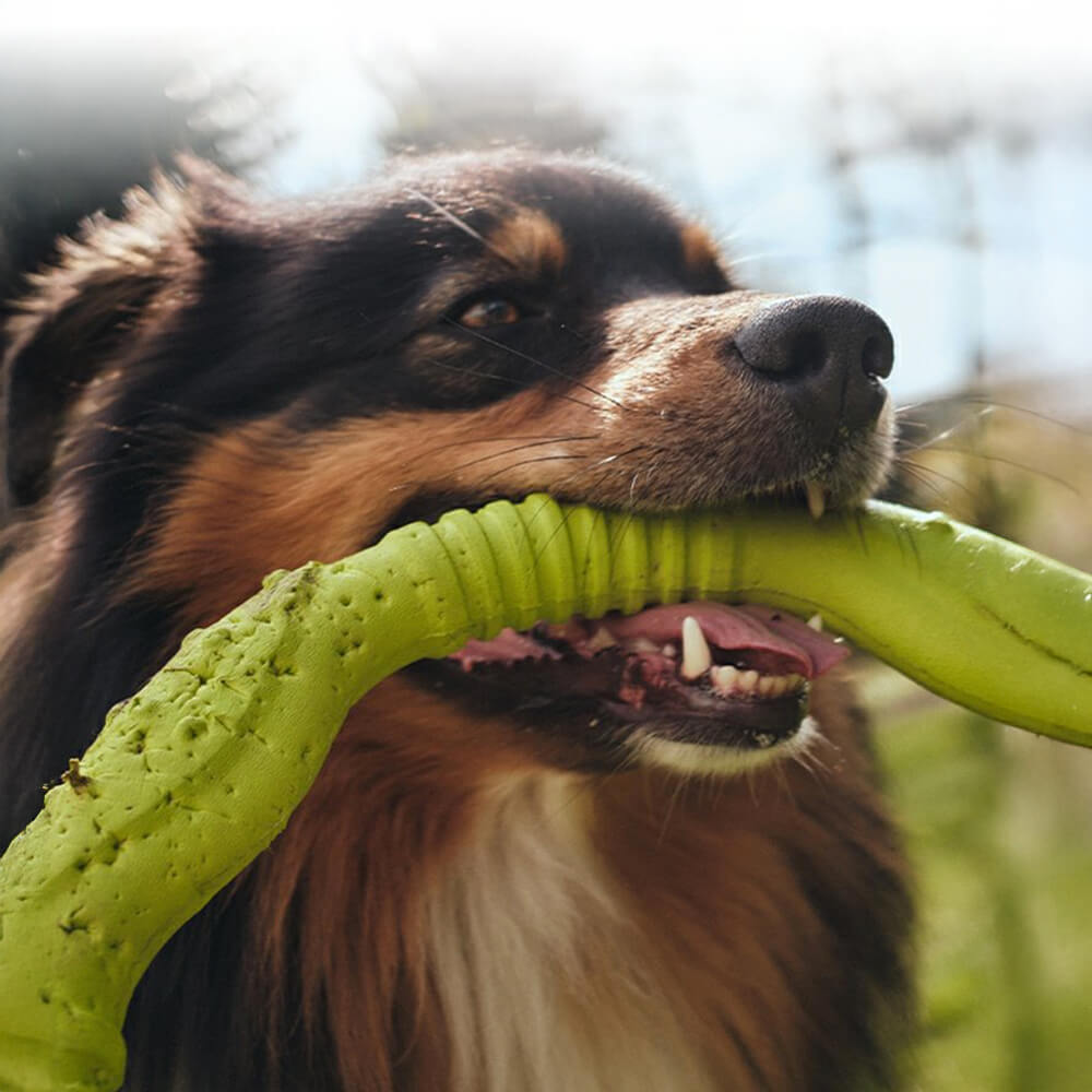 War Ring Jouet interactif pour chien durable, imperméable, léger et flexible