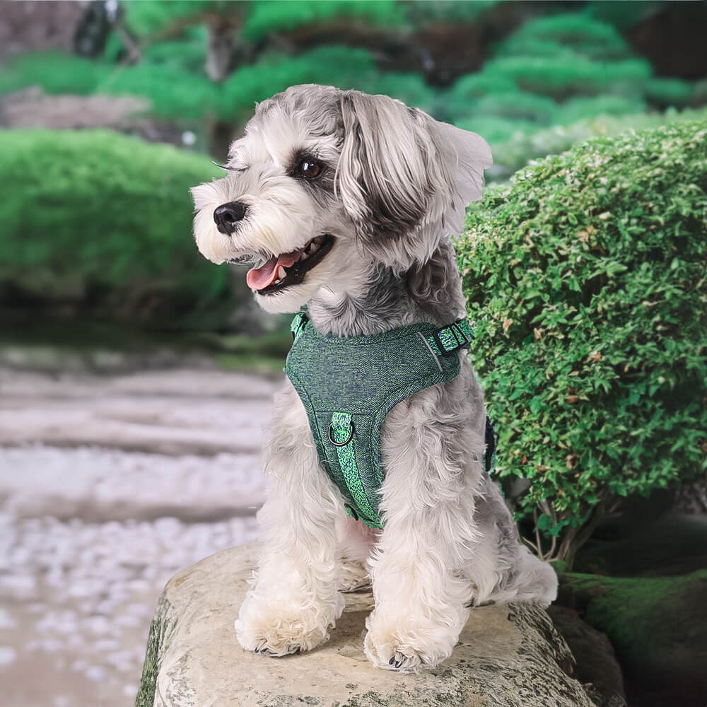 Harnais et laisse pour chien sans traction en tissu recyclé respectueux de l'environnement