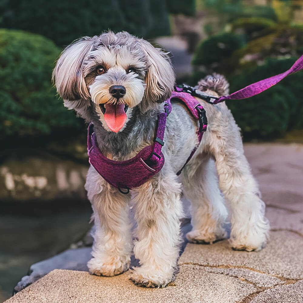 Harnais et laisse pour chien sans traction en tissu recyclé respectueux de l'environnement