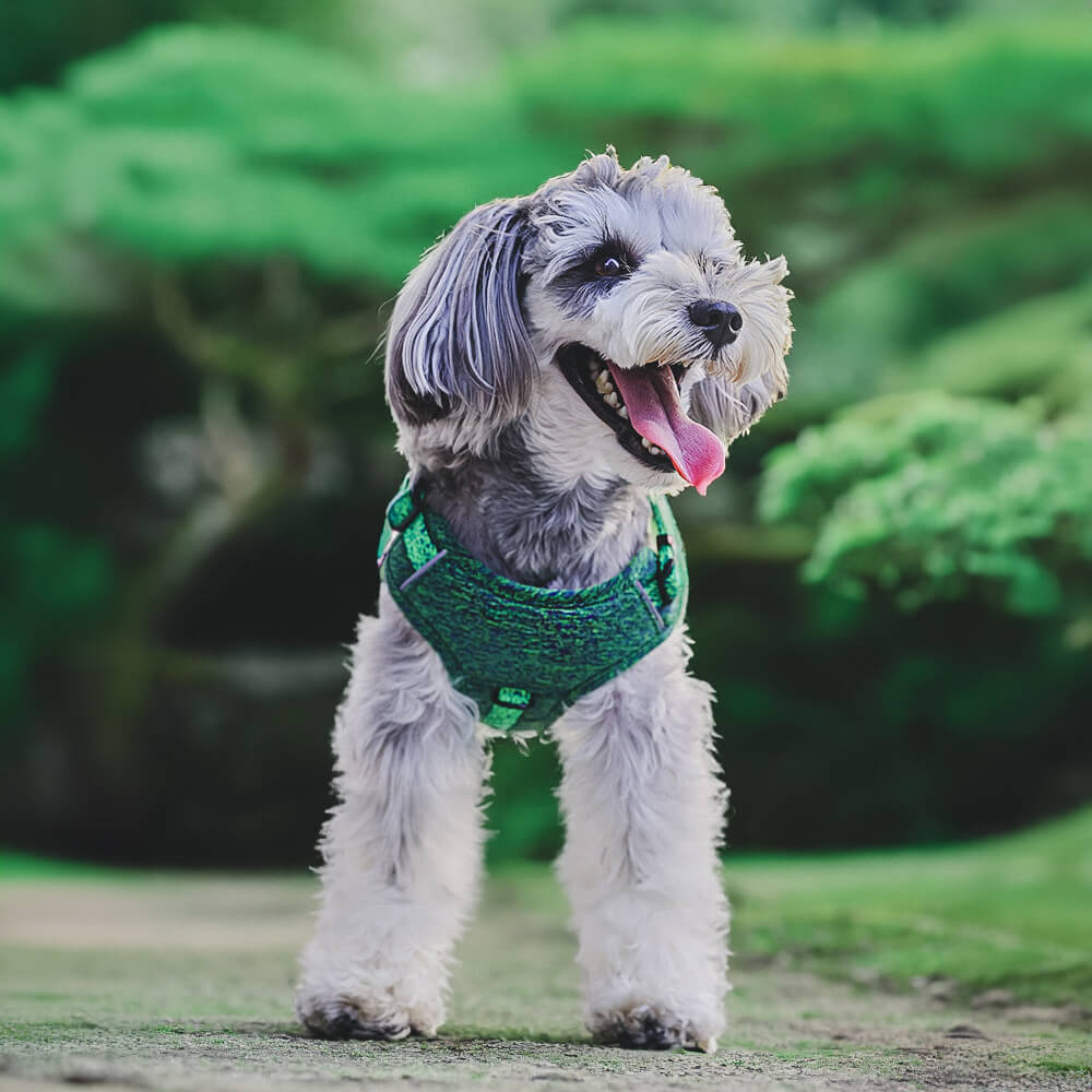 Harnais et laisse pour chien sans traction en tissu recyclé respectueux de l'environnement