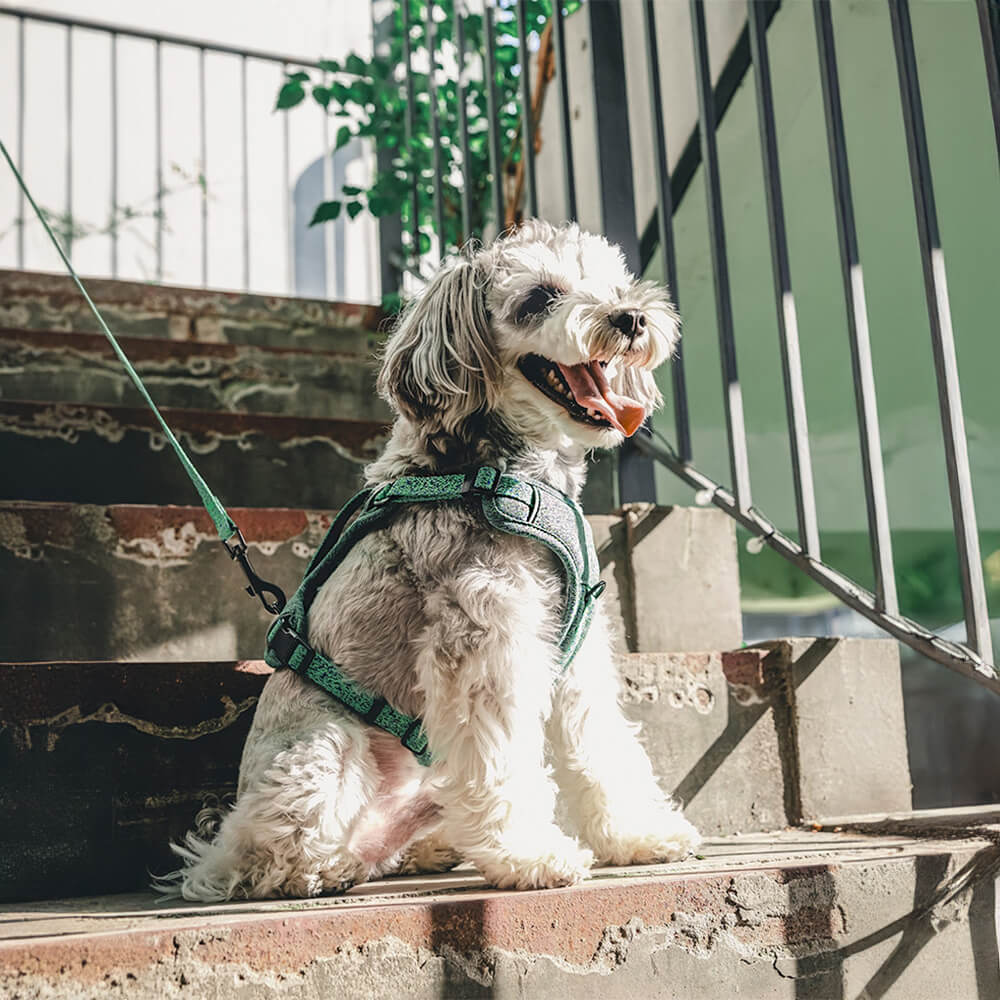 Harnais et laisse pour chien sans traction en tissu recyclé respectueux de l'environnement