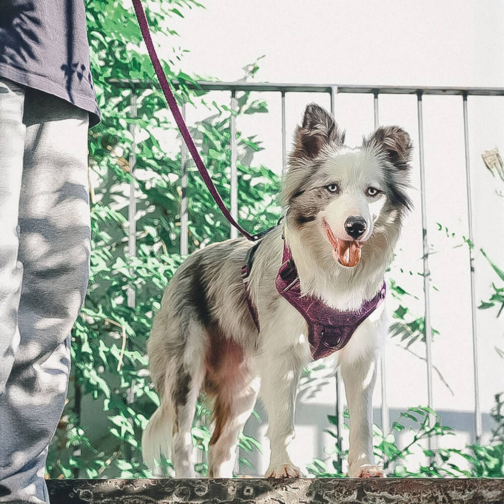 Harnais et laisse pour chien sans traction en tissu recyclé respectueux de l'environnement