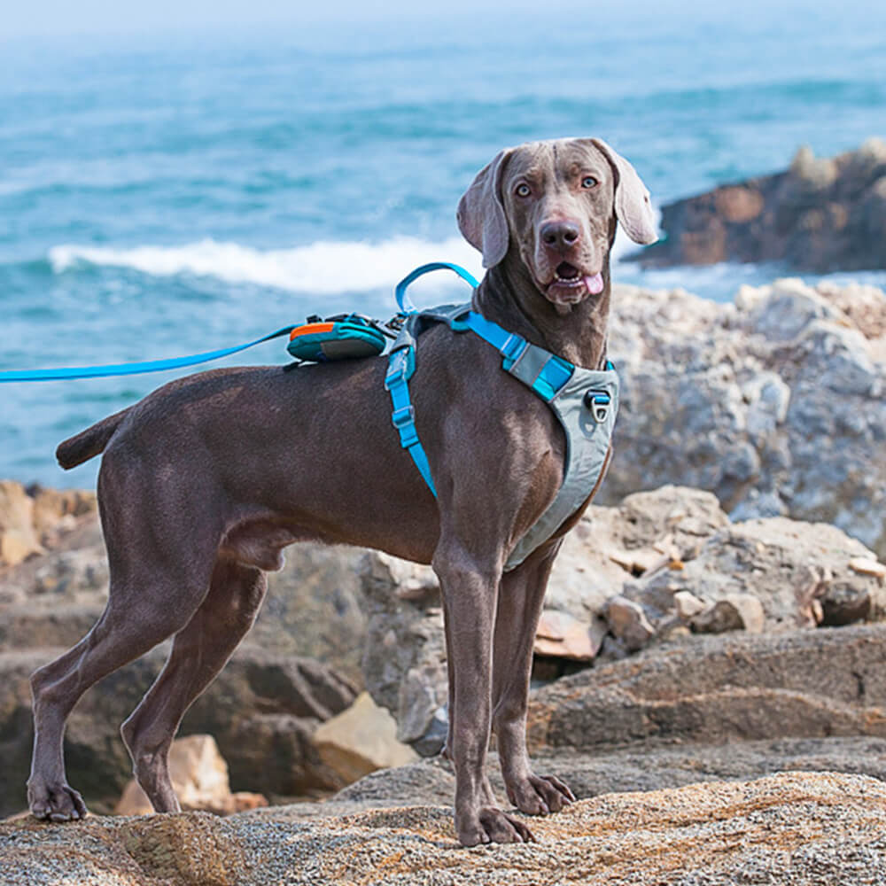 Kit de marche multifonctionnel avec harnais et laisse pour grands chiens, confort sans traction