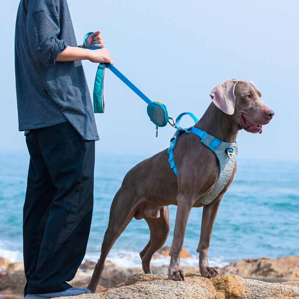 Kit de marche multifonctionnel avec harnais et laisse pour grands chiens, confort sans traction