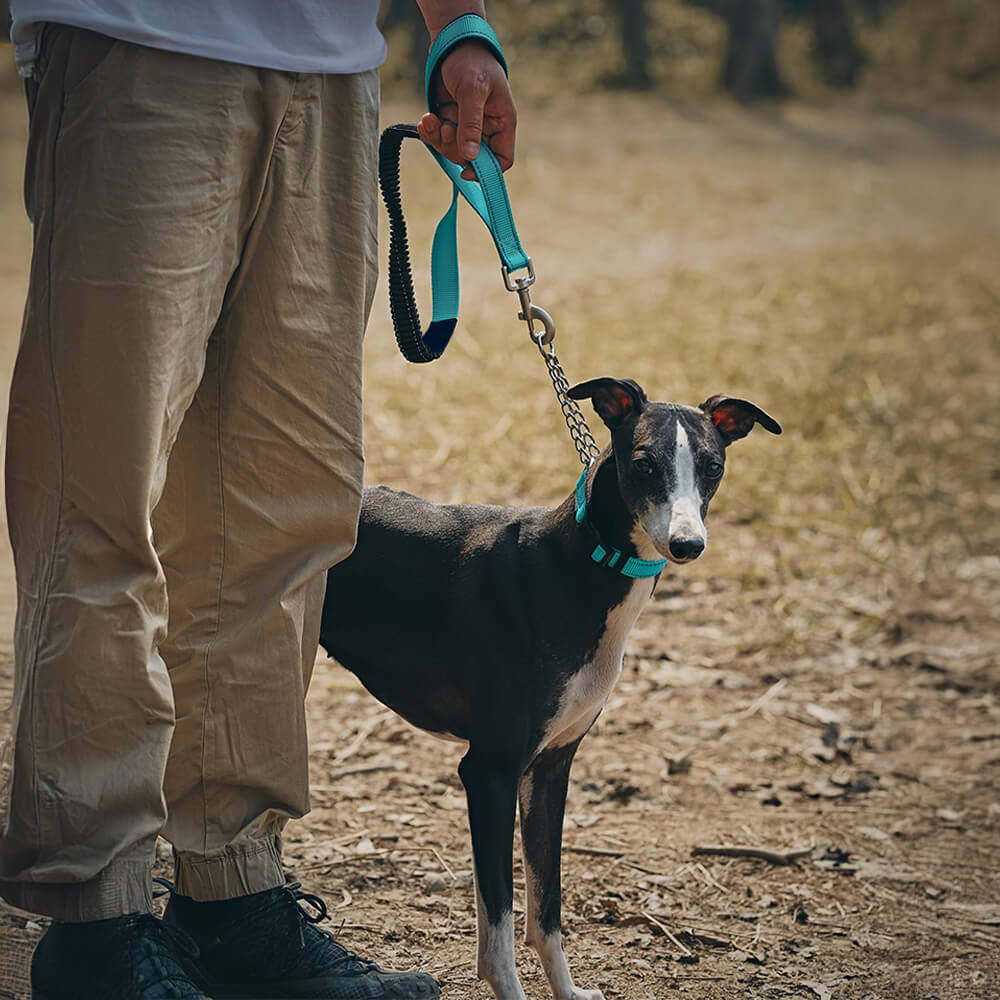 Collier et laisse pour chien anti-traction réfléchissants multifonctionnels