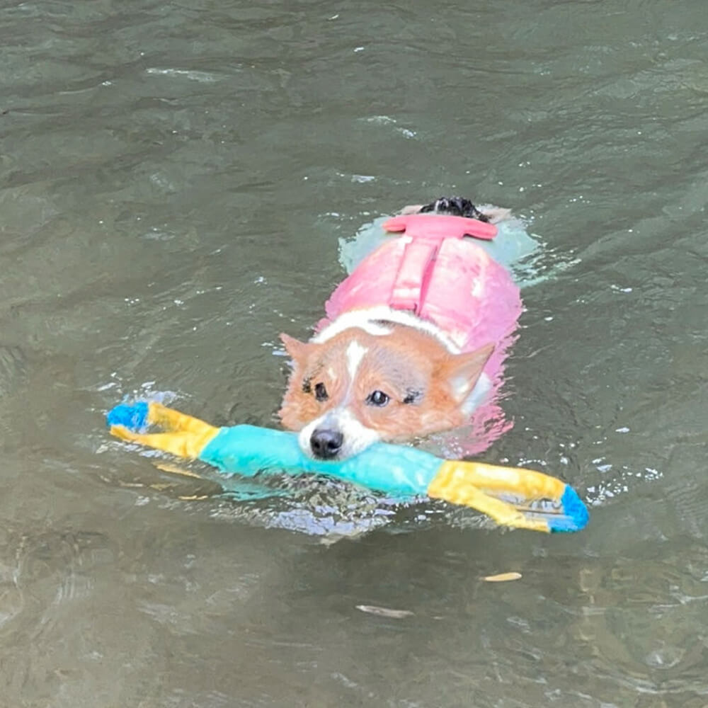 Juguetes interactivos al aire libre resistentes a tirar juguetes flotantes para perros