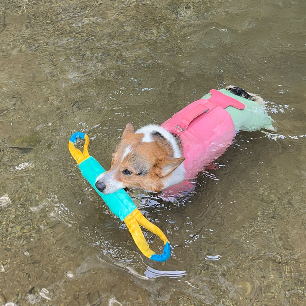 Jouets interactifs d'extérieur résistants aux jouets flottants pour chiens