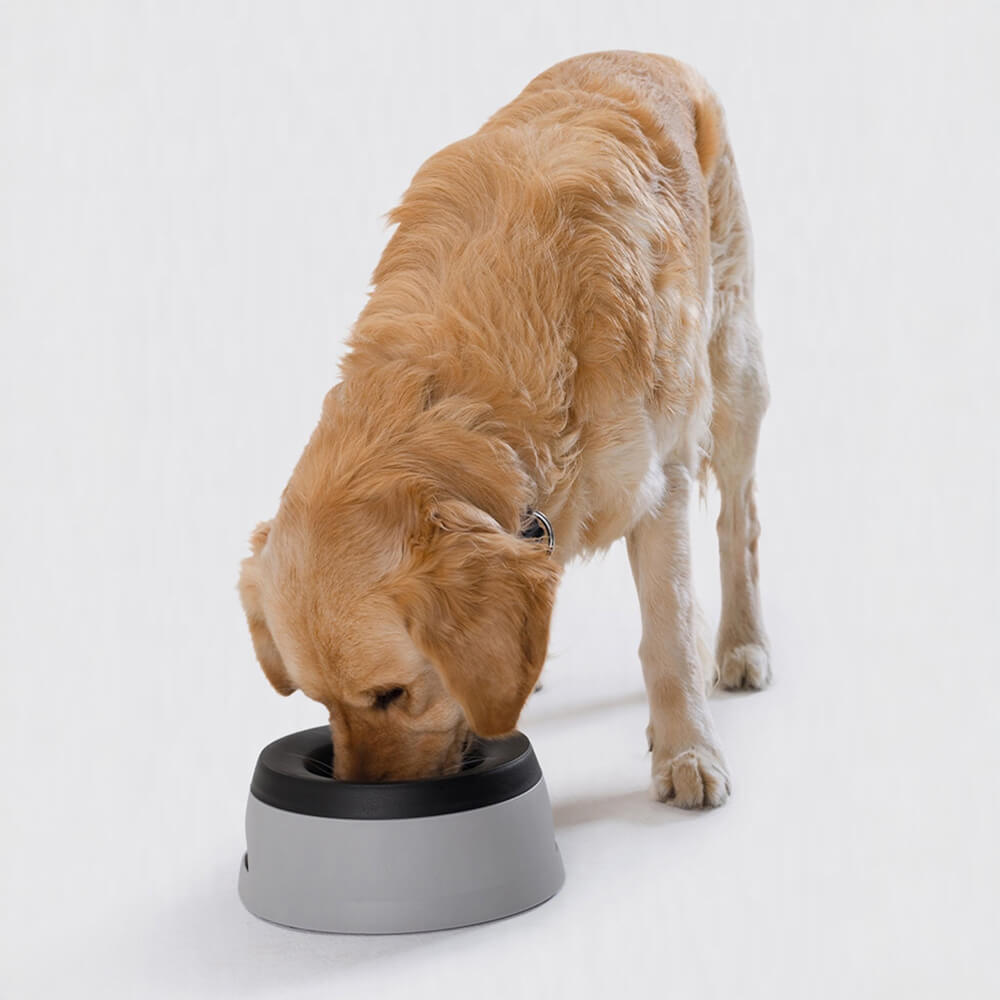 Bol d'eau pour chien sans déversement transporté par véhicule avec disque flottant