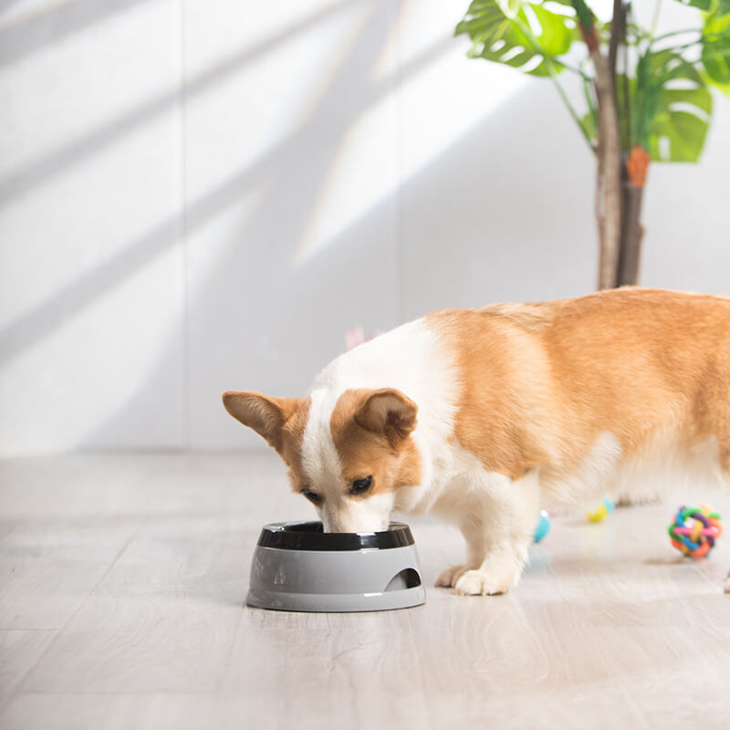 Bol d'eau pour chien sans déversement transporté par véhicule avec disque flottant