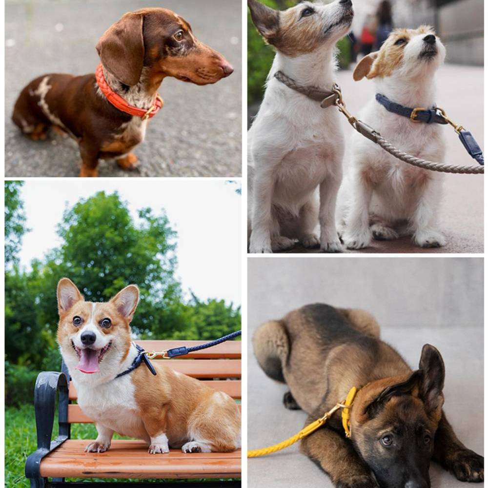 Collier et laisse pour chiot en faux cuir tissé à la main, ensemble de promenade pour chien