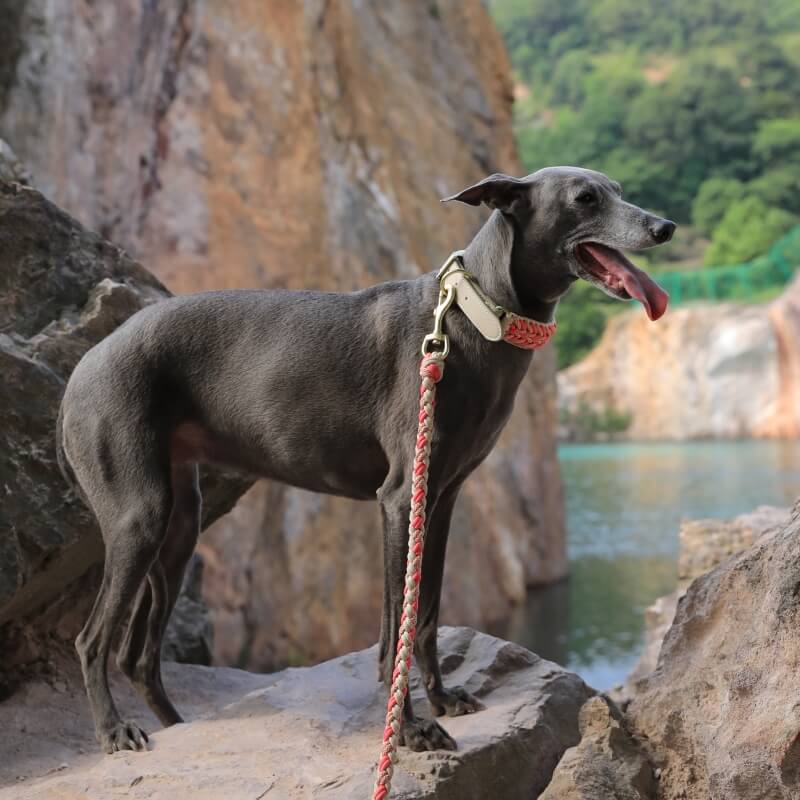 Juego de correa y collar para perro antitirones multifuncionales de cuero tejido a mano