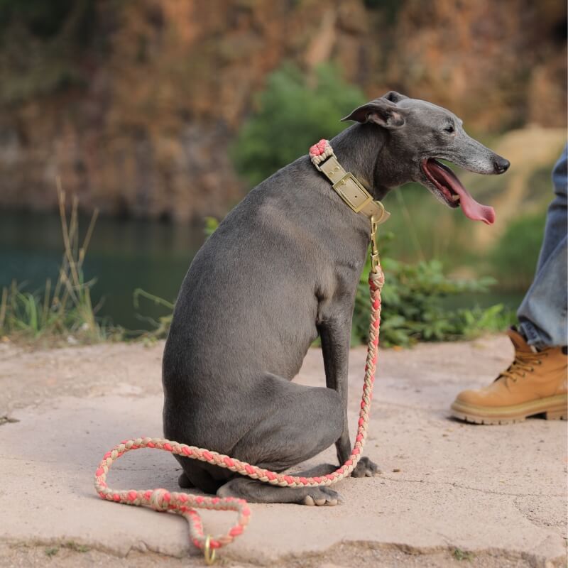 Multifunktionales Anti-Pull-Hundehalsband und Leine-Set aus handgewebtem Leder