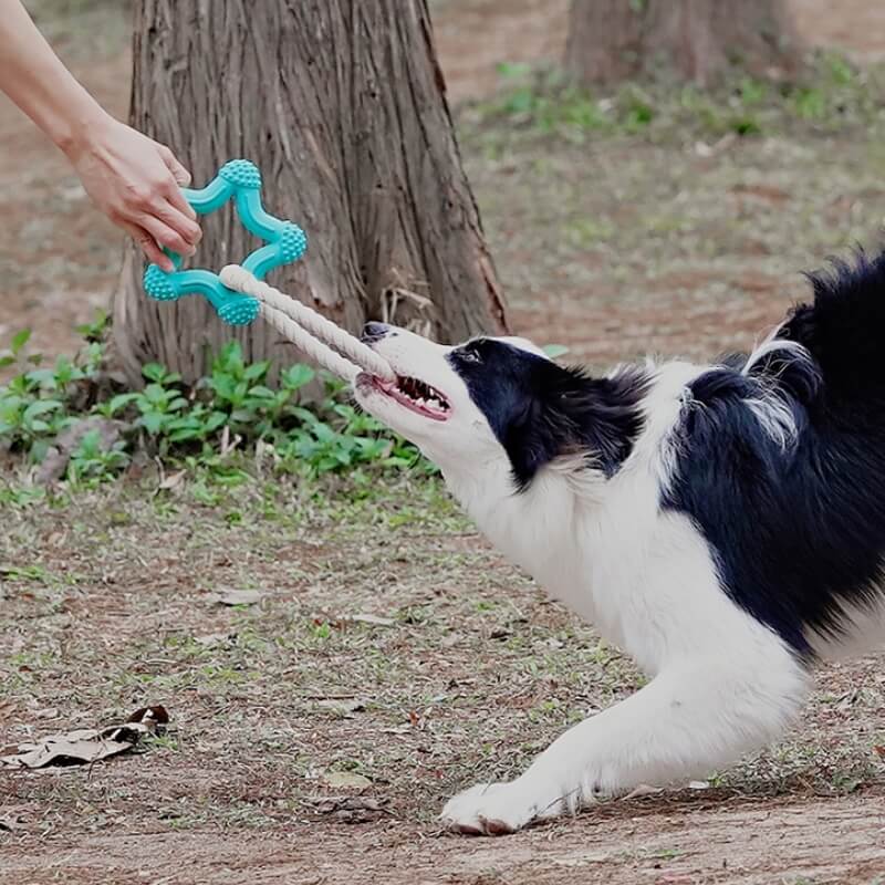 Jouet interactif de tir à la corde pour chien, nettoyage des dents, jouet à mâcher en caoutchouc