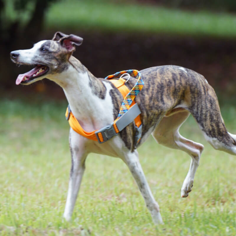 Arnés grande para perros con tirón anti reflectante para maletero