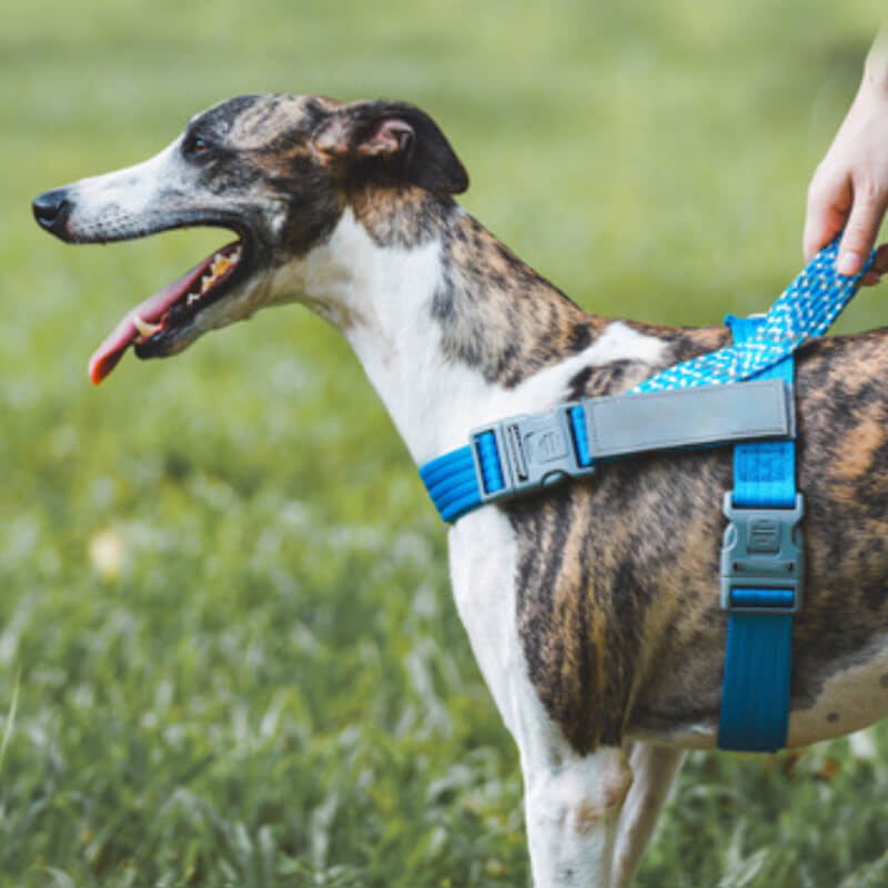 Harnais anti-traction pour grand chien, tampon réfléchissant, pour coffre