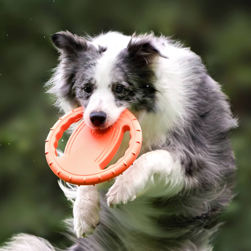 Volante de juguete de goma, disco volador interactivo para perros