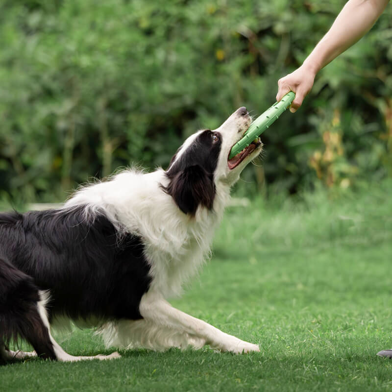 Lenkrad-Gummi-Wurfspielzeug, interaktive Hunde-Flugscheibe