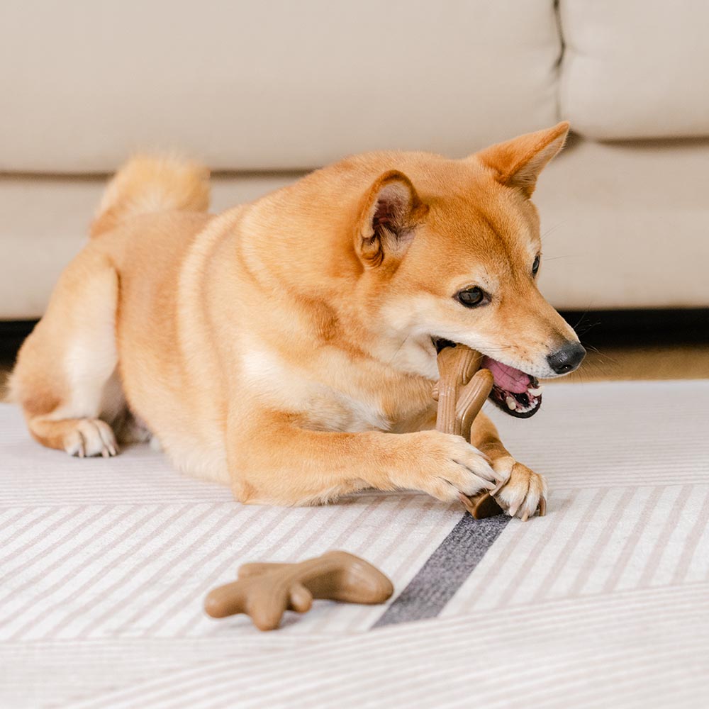 Zahnungsknochen-Kauspielzeug für Hunde – mit Speckgeschmack