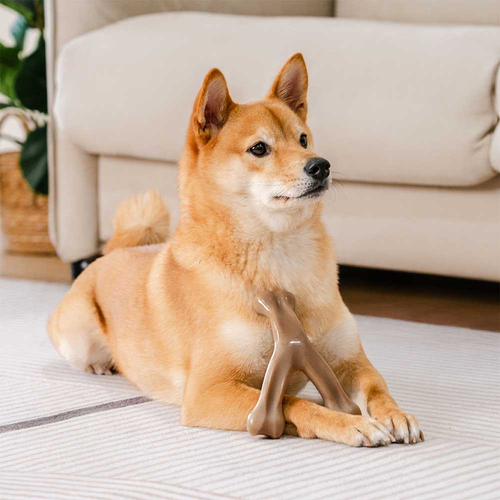 Jouet à mâcher pour chien, os de dentition, aromatisé au bacon