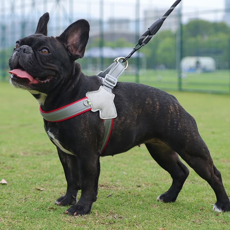 Harnais de poitrine réglable pour chien