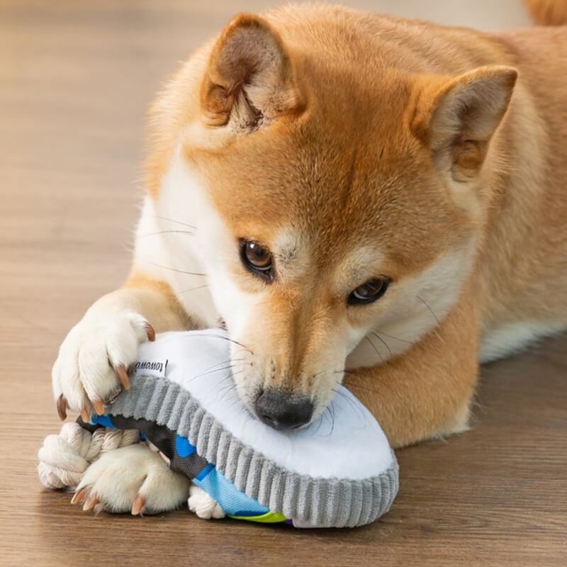 Jouet de dentition pour chien, chausson en corde de coton