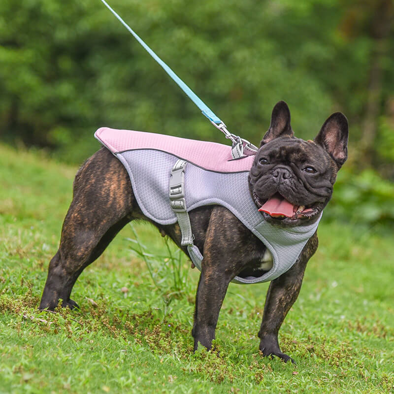 Chaleco transpirable para la prevención de insolaciones Chaleco de enfriamiento para perros empapado en agua