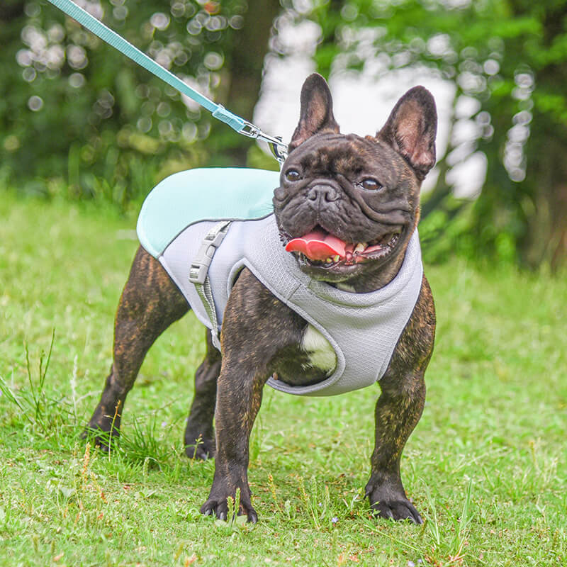 Chaleco transpirable para la prevención de insolaciones Chaleco de enfriamiento para perros empapado en agua