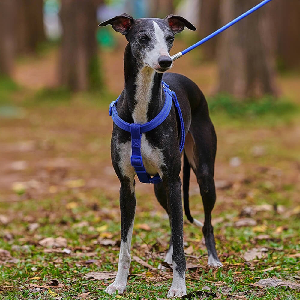 Juego de paseo con arnés para perros ajustable y sin tirones, fácil de usar