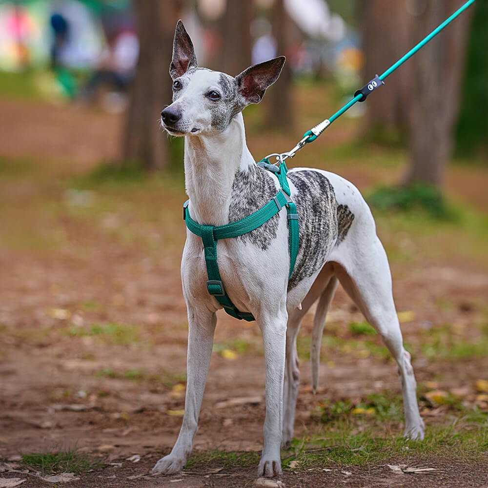 Ensemble de promenade avec harnais réglable sans traction pour chien, facile à porter