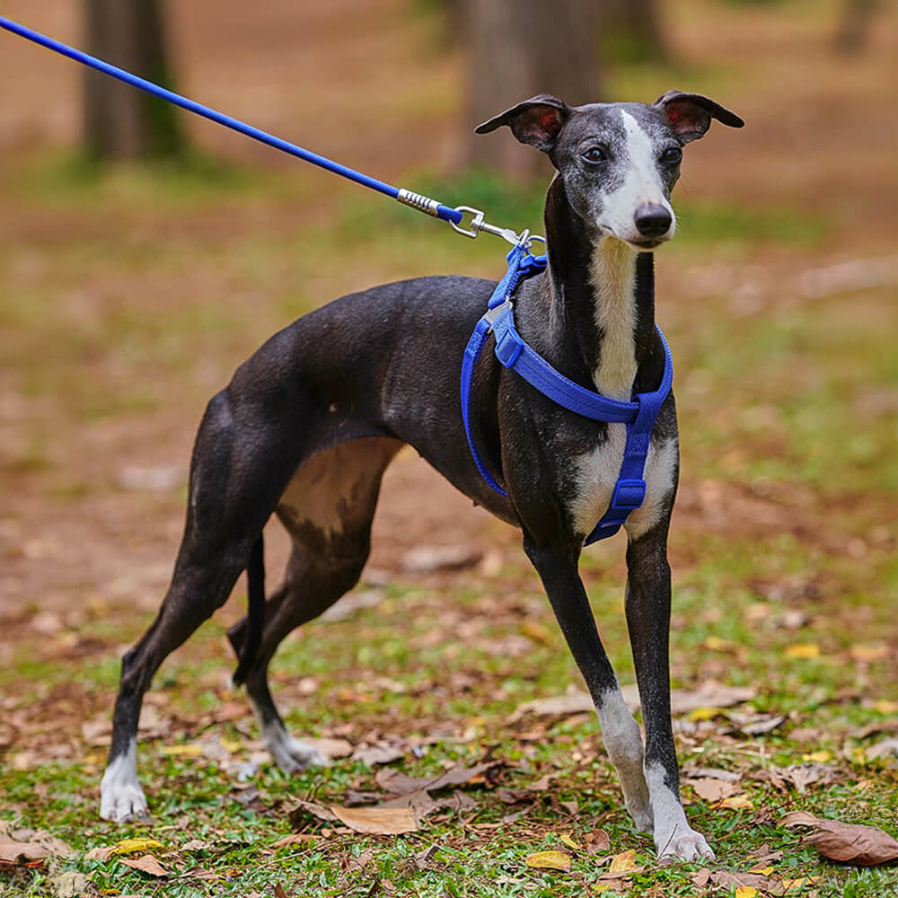 Ensemble de promenade avec harnais réglable sans traction pour chien, facile à porter