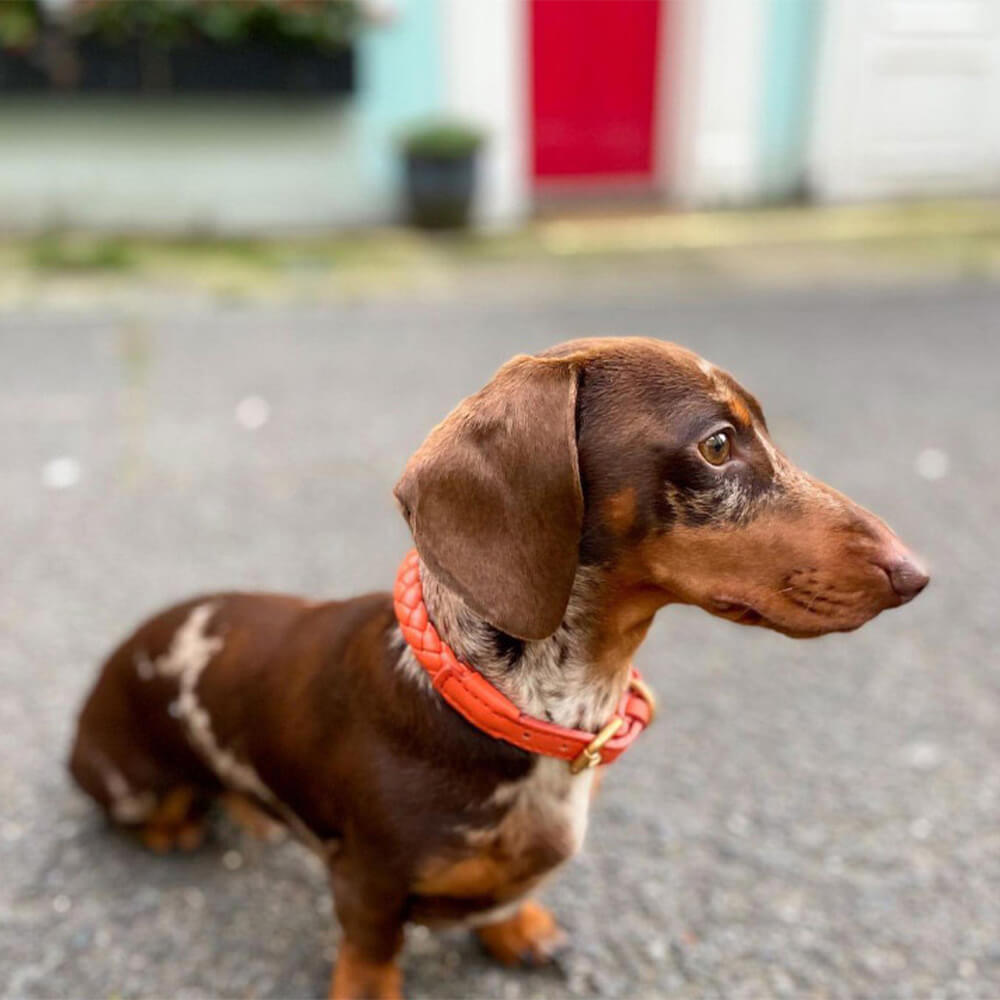 Hand-Woven Faux Leather Puppy Collar and Leash Dog Walking Set