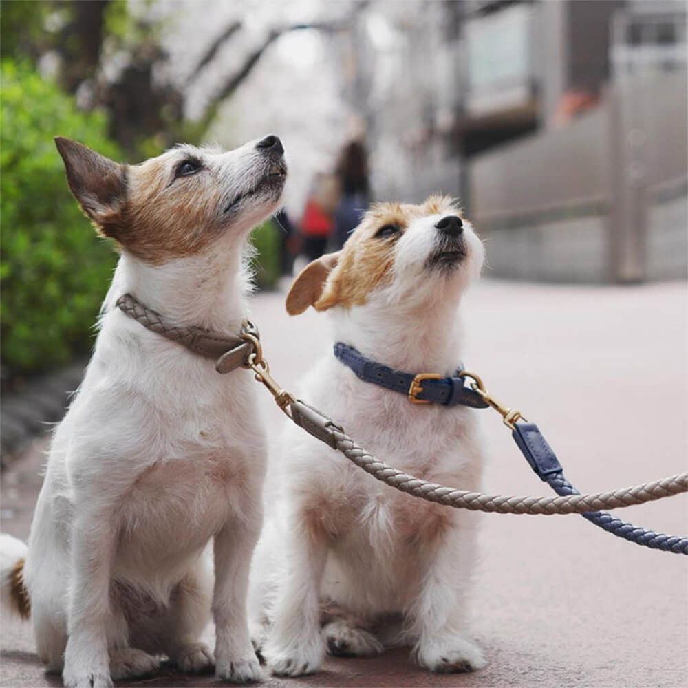 Collier et laisse pour chiot en faux cuir tissé à la main, ensemble de promenade pour chien